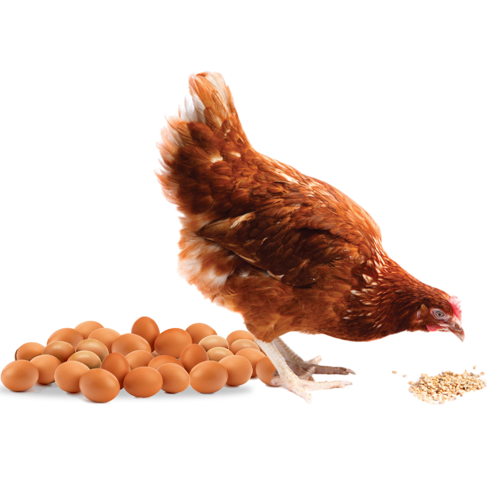 Brown pullet